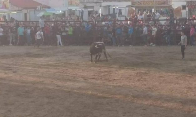 Rincón del Obispo pone fin a los festejos taurinos en honor a San José Obreo con un herido por asta de toro