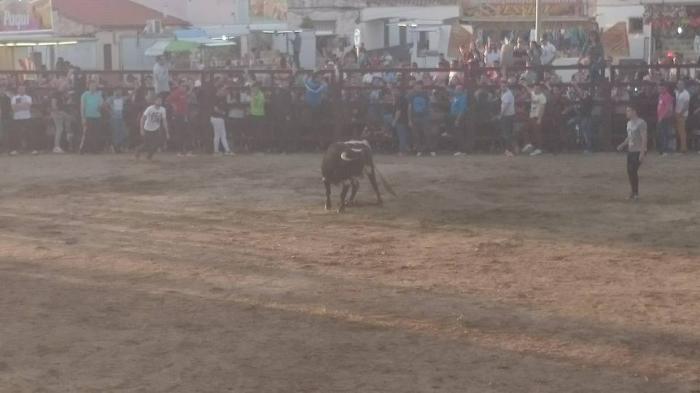 Rincón del Obispo pone fin a los festejos taurinos en honor a San José Obreo con un herido por asta de toro