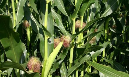 Una multinacional alemana promueve el uso de nuevas herramientas en cultivos de maíz de Coria y Moraleja