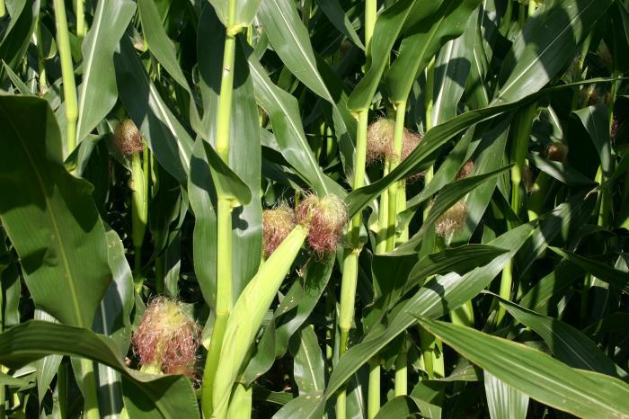 Una multinacional alemana promueve el uso de nuevas herramientas en cultivos de maíz de Coria y Moraleja