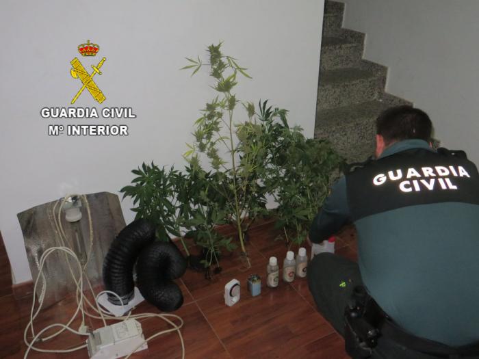 La Guardia Civil detiene a un varón en Jerte como presunto autor de un delito de cultivo de drogas