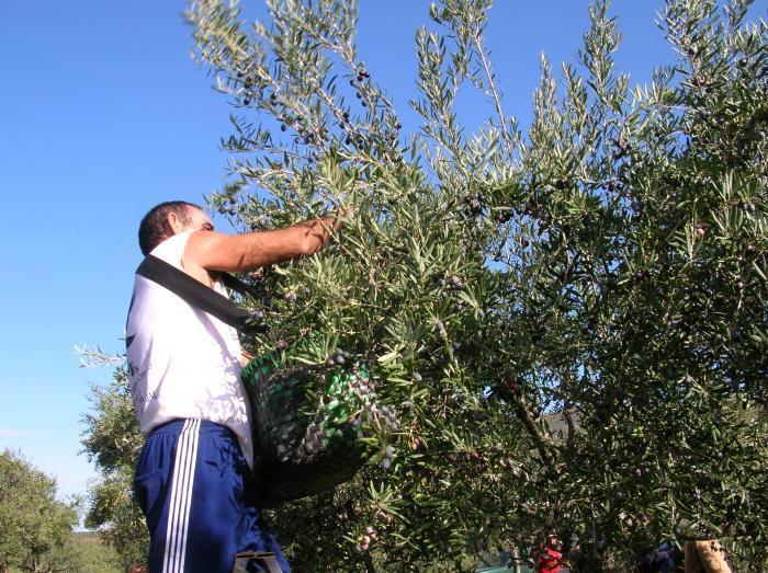 Ecologistas de Granadilla asegura que el cultivo ecológico del olivar genera empleo y biodiversidad