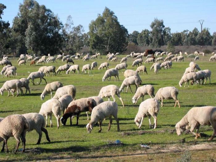 Medio Ambiente amplía el plazo de pastoreo con ovino hasta el 30 de junio para evitar incendios
