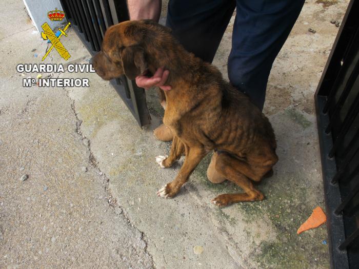 La Guardia Civil investiga a un vecino de Piedras Albas por presunto maltrato a su propio perro