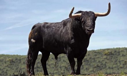 La lidia del toro de la tarde de este sábado en los Sanjuanes de Coria finaliza sin incidentes reseñables