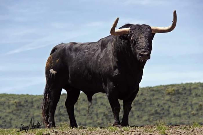 La lidia del toro de la tarde de este sábado en los Sanjuanes de Coria finaliza sin incidentes reseñables