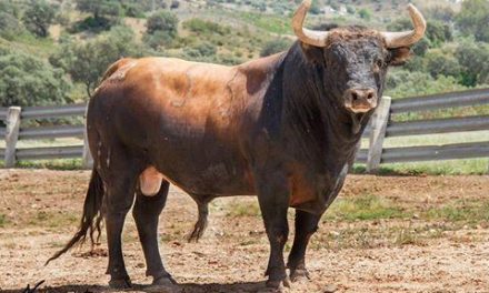 La lidia del toro de la Juventud Cauriense finaliza con dos heridos por contusiones