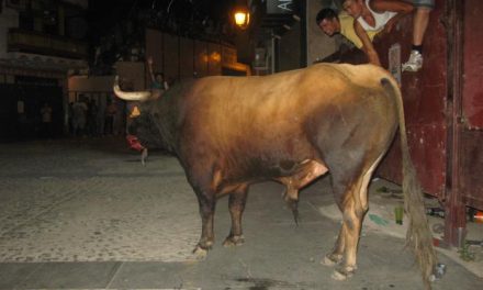 La lidia del último toro del aguardiente en Moraleja finaliza sin heridos por asta de toro