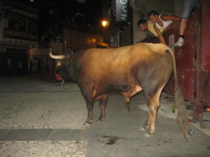 La lidia del último toro del aguardiente en Moraleja finaliza sin heridos por asta de toro