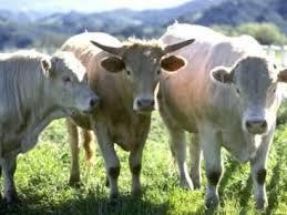 La Junta aprueba la concesión de ayudas para la reposición de ganado sacrificado por enfermedad