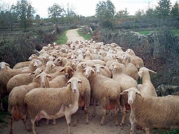 La Junta convoca ayudas para el fomento de las razas de ganado ovino y bovino autóctonas  españolas