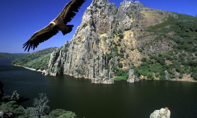 SEO asegura que Monfragüe está entre las Áreas de Conservación de Aves más amenazadas del mundo