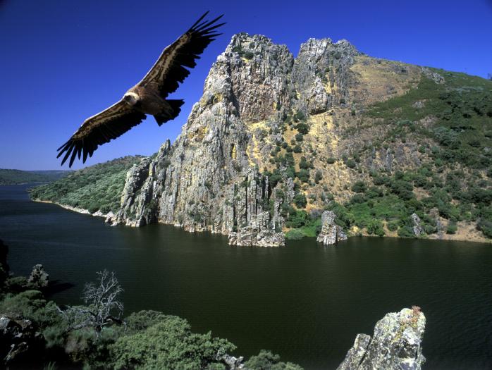 SEO asegura que Monfragüe está entre las Áreas de Conservación de Aves más amenazadas del mundo