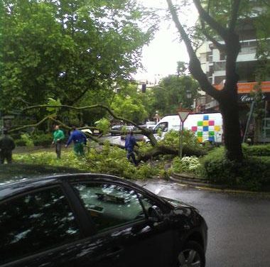 El fuerte viento provoca la caída de un árbol en el paseo de Cánovas de Cáceres y obliga a cortar el tráfico