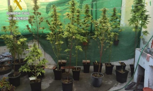 La Guardia Civil interviene 102 plantas de marihuana entre Valencia de Alcántara y Jerte