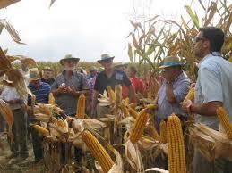 Apag espera una reducción del 10% en la cosecha de maíz en Extremadura en la campaña de este año