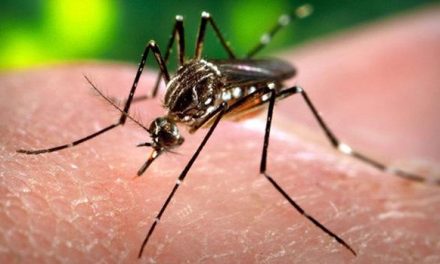 En Extremadura se analizaron ocho personas por el virus Zika de los cuales dos dieron positivo