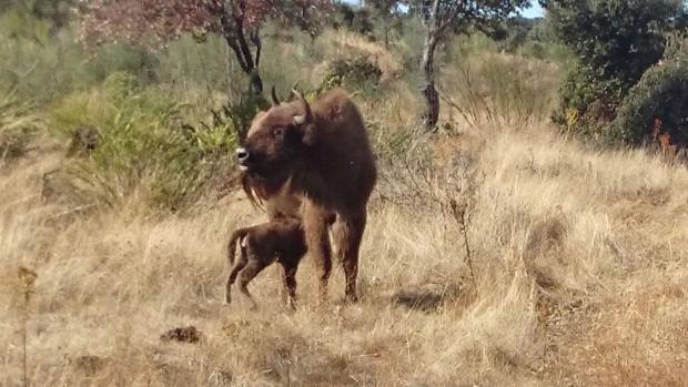 Nace el primer bisonte europeo en la región de Extremadura después de 10.000 años