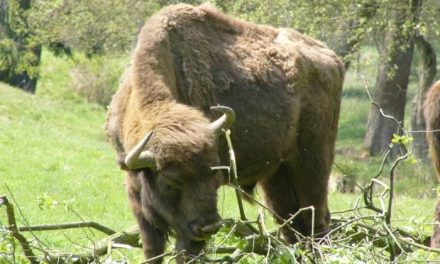 Una finca de Malpartida de Plasencia acoge el nacimiento del primer bisonte que nace en la región