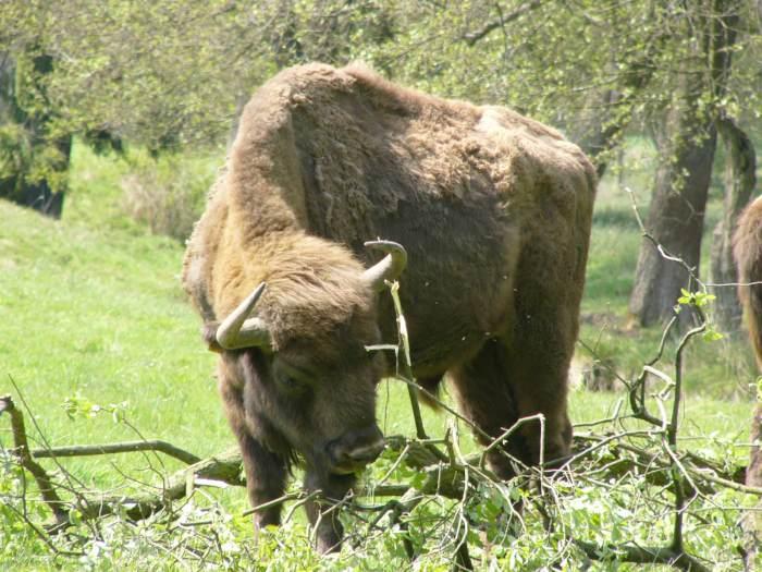 Una finca de Malpartida de Plasencia acoge el nacimiento del primer bisonte que nace en la región