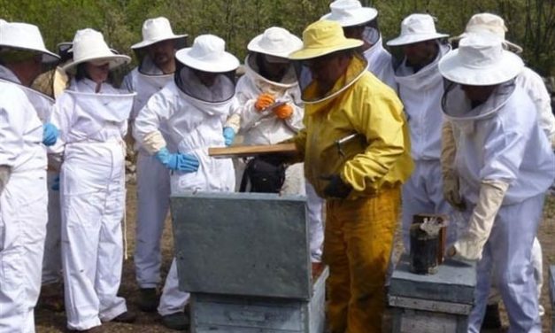 La Asociación Profesional de Apicultores Extremeños exigen que el etiquetado de la miel detalle el país de origen