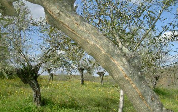 Los olivicultores de Tierras de Granadilla perderán el 50% de la campaña de aceituna debido a las heladas