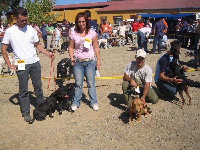 La Feria Nacional del Perro de Ahigal espera reunir 1.500 participantes este domingo en el mercado ganadero