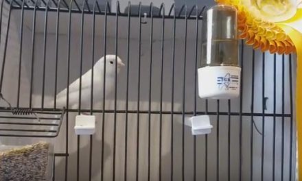 El pájaro de un vecino de Puebla de Argeme se convierte en campeón del mundo de Blancos recesivos