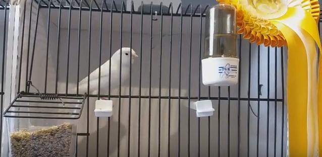 El pájaro de un vecino de Puebla de Argeme se convierte en campeón del mundo de Blancos recesivos