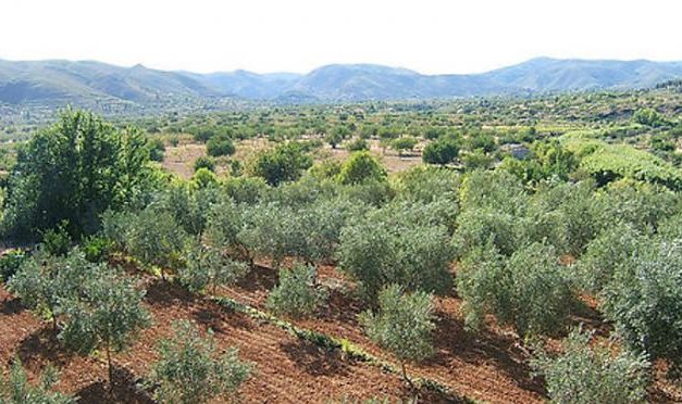 Apag pide que se extremen las precauciones para evitar la plaga «xylella fastidiosa» en el olivar
