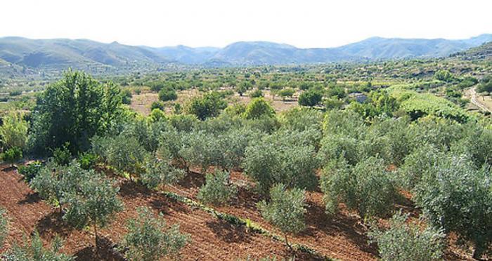 Apag pide que se extremen las precauciones para evitar la plaga «xylella fastidiosa» en el olivar