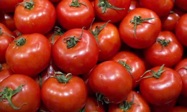 UPA-UCE y representantes del sector productor definen las líneas de negociación de la campaña del tomate