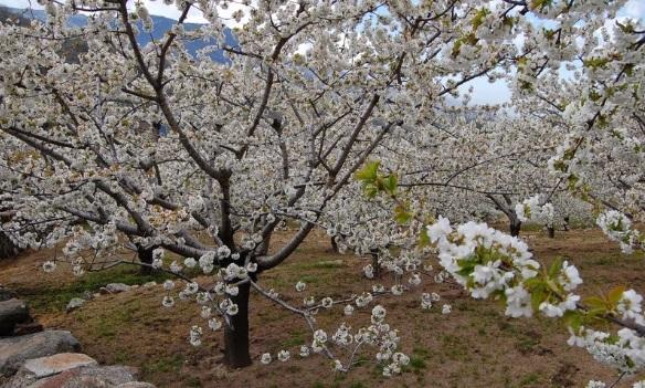 Los cerezos del valle del Jerte se encuentran cerca de la media necesaria para conseguir la floración