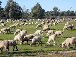 Extremadura ya está reconocida por la UE como región oficialmente libre de brucelosis ovina y caprina
