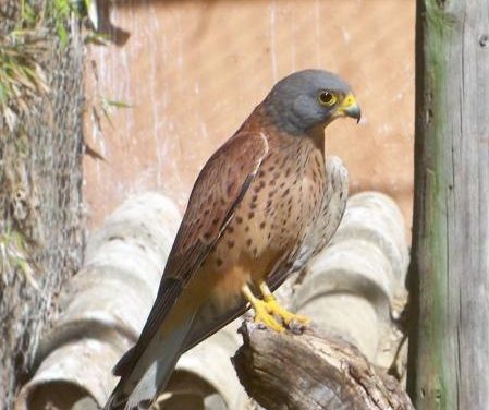 Trujillo estará presente en FIO como un lugar ejemplar para el avistamiento de aves y como corazón del birding