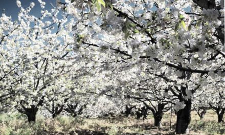 El Valle del Jerte se prepara para acoger las celebraciones con motivo de la floración de los cerezos