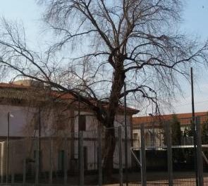 La campaña de poda de árboles del consistorio de Coria afectará a unos 300 ejemplares
