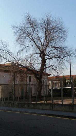 La campaña de poda de árboles del consistorio de Coria afectará a unos 300 ejemplares