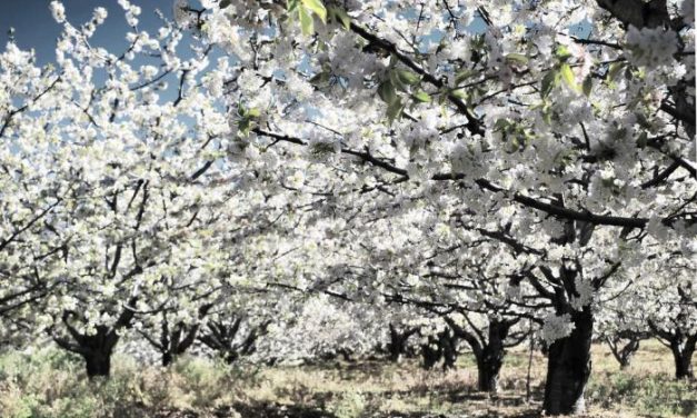 La fiesta del Cerezo en Flor del Valle del Jerte protagonizará el cupón de la ONCE del próximo lunes