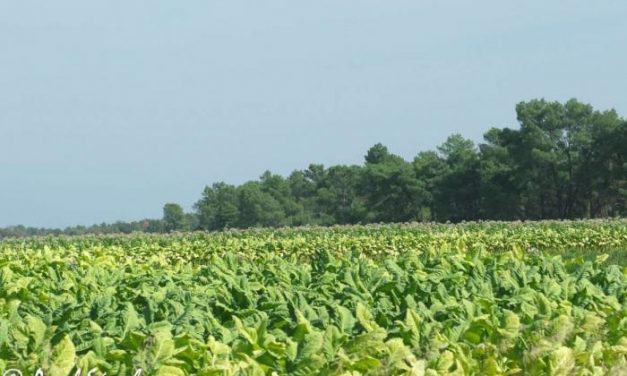 La Junta reitera la importancia del mantenimiento del cultivo del tabaco en Extremadura