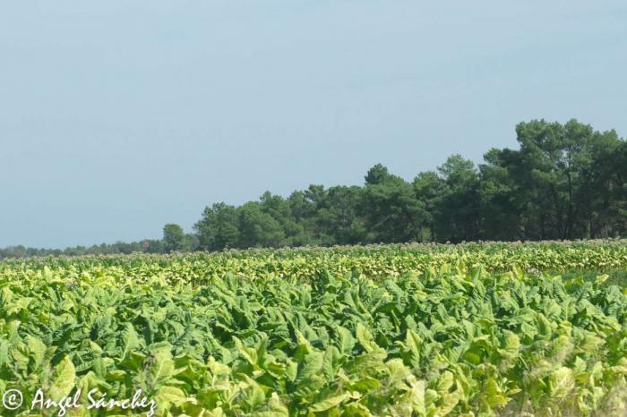 La Junta reitera la importancia del mantenimiento del cultivo del tabaco en Extremadura