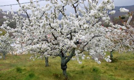 Valdastillas, Navaconcejo y Rebollar registran la floración de los primeros cerezos del Valle del Jerte
