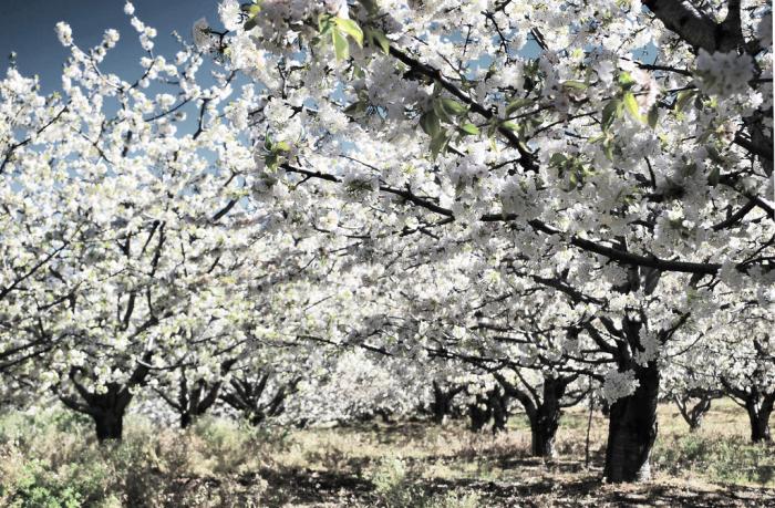 La climatología permite este año ver los cerezos en flor del Valle del Jerte cubiertos de nieve