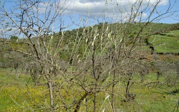 Técnicos de Agricultura visitan Trasierra para conocer “in situ” los daños causados por las heladas en el olivar