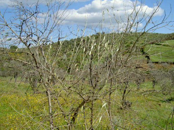Técnicos de Agricultura visitan Trasierra para conocer «in situ» los daños causados por las heladas en el olivar