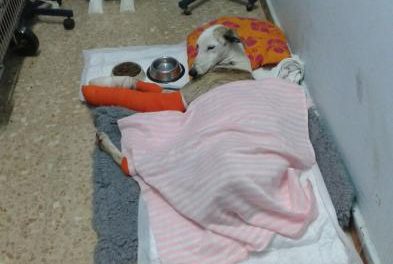 La protectora «El Refugio» de Plasencia denuncia ante la Guardia Civil el maltrato de una hembra de galgo
