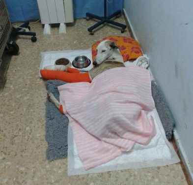 La protectora «El Refugio» de Plasencia denuncia ante la Guardia Civil el maltrato de una hembra de galgo