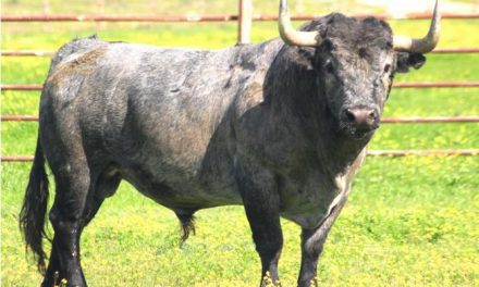 Los Victorino Martín estarán presentes en la corrida de toros del Domingo de Ramos en Las Ventas