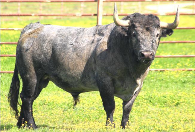 Los Victorino Martín estarán presentes en la corrida de toros del Domingo de Ramos en Las Ventas