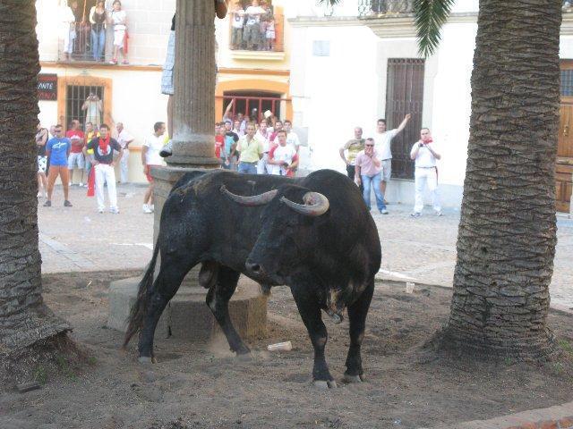 El nuevo Reglamento de Festejos Taurinos Populares de Extremadura no afecta a la celebración del Toro de Coria
